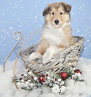 Sweet Collie Puppy