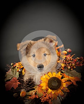 Sweet Collie Puppy