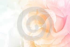 Sweet color fabric roses in soft style for background