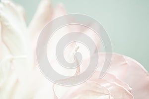 Sweet color lotus petals in soft color and blur style