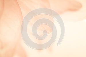 Sweet color lotus petals in soft color and blur style