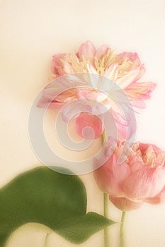 Sweet color lotus in soft color and blur style on mulberry paper texture