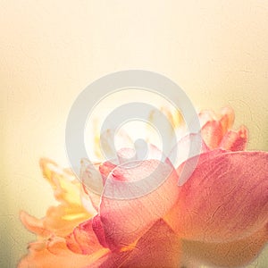 Sweet color lotus in soft color and blur style on mulberry paper texture