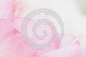 Sweet color lotus in soft style for background