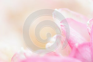 Sweet color lotus in soft style for background