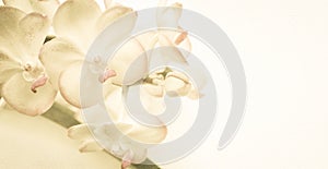 Sweet color orchids in soft color and blur style on mulberry paper texture