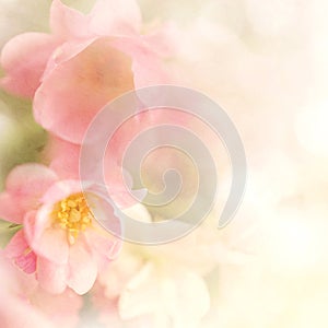 Sweet color roses flower in soft and blur style on mulberry paper texture