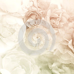 Sweet color roses on mulberry paper texture