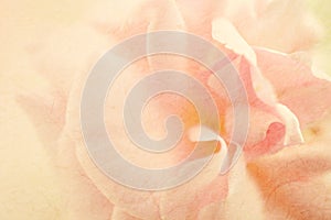 Sweet color roses in soft color and blur style on mulberry paper texture