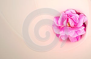 Sweet color roses in soft style for background