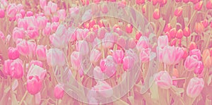 Sweet color tulip in soft color and blur style