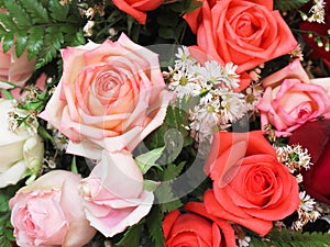 Sweet colorful flowers muti colored  roses  blooming on background photo