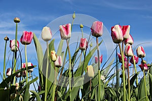 Sweet Colorful Tulips