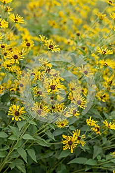 Sweet coneflower Rudbeckia subtomentosa Henry eilers plants with pale yellow flowerss