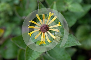 Sweet coneflowers from above, Rudbeckia subtomentosa Henry Eilers