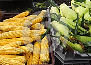 Sweet corn