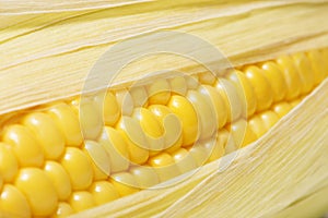 Sweet Corn