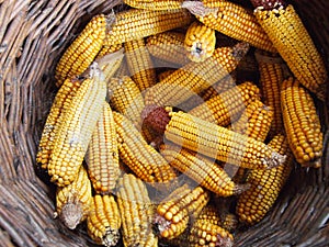 Sweet corn