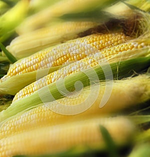 Sweet corn