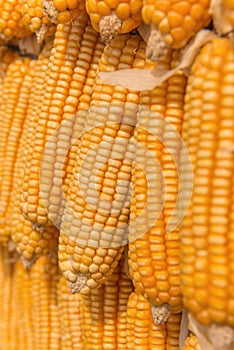 Sweet Corn of Agricultural products in farm