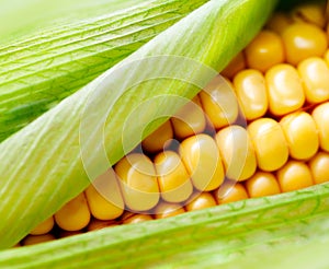 Sweet corn closeup