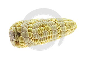 Sweet Corn Cob