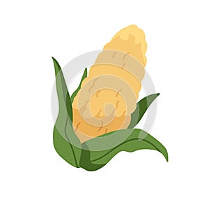 Sweet corn cob. Fresh ripe corncob. Sweetcorn, maize in leaves vegetable. Yellow veggie with seeds. Healthy vegetarian