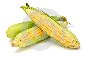 Sweet corn cob with green leaves