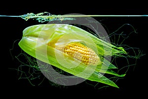 Sweet Corn Cob with Husk Sinking on Black