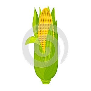 Sweet corn cob isolated on white background. Ripe fruit with leaves in cartoon style.