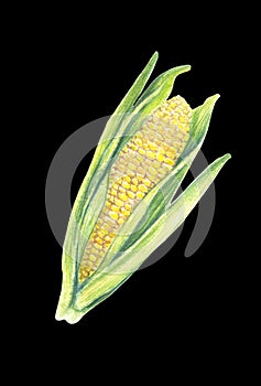 Sweet corn cob with leaves. isolated on black background. Watercolor painting. Hand drawn illustration. Realistic botanical art