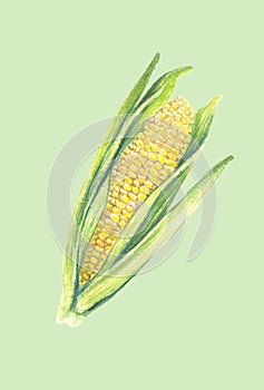 Sweet corn cob with leaves. isolated on light background. Watercolor painting. Hand drawn illustration. Realistic botanical art