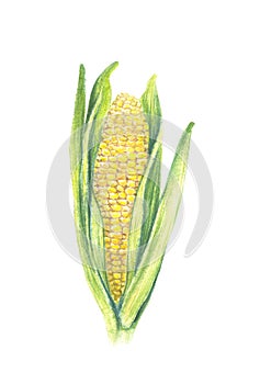 Sweet corn cob with leaves. isolated on white background. Watercolor painting. Hand drawn illustration. Realistic botanical art