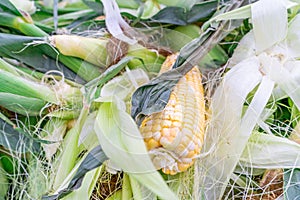 Sweet corn on the cob, peeled, in a pile at a farmer`s market, with other unpeeled corn from a recent summer harvest