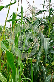 Sweet corn on the cob