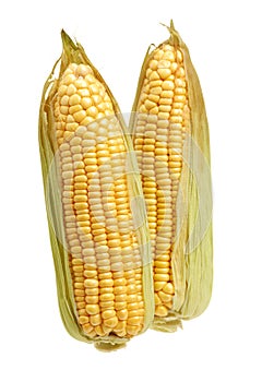 Sweet Corn Cobs
