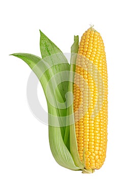 Sweet corn ears isolated on white background