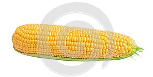 Sweet corn ears isolated on white background