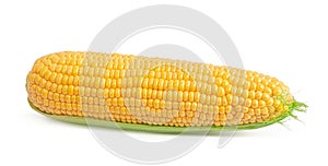 Sweet corn ears isolated on white background