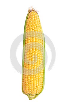 Sweet corn ears isolated on white background