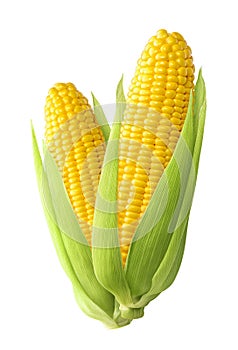 Sweet corn ears isolated on white background