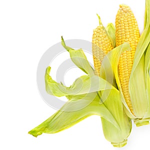 Sweet corn ears isolated on white background . Free space for text