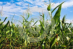 Sweet corn field