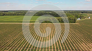 Sweet corn field , aerial view. Summer country landscape.