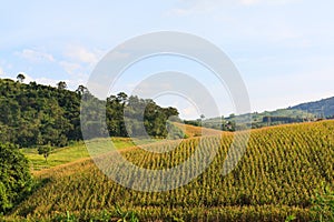 Sweet corn field