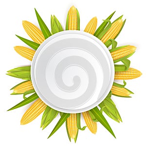 Sweet corn frame template, vector realistic illustration