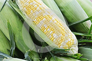 Sweet Corn photo
