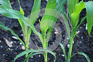 Sweet corn in the garden after the rain