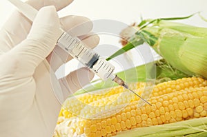 Sweet corn, genetic engineering photo