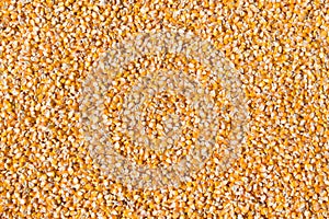 Sweet corn grain kernels